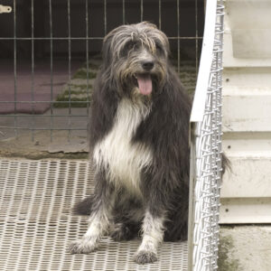 Asociatia Therapy Dogs and Cats Asociatia Therapy Dogs and Cats