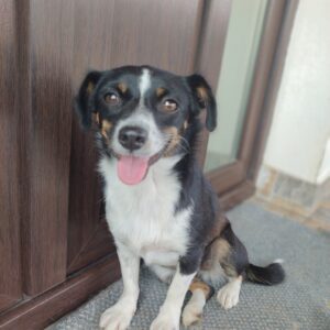 Asociatia Therapy Dogs and Cats