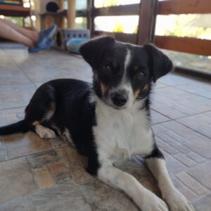 Asociatia Therapy Dogs and Cats