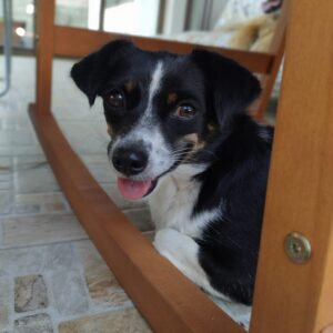 Asociatia Therapy Dogs and Cats