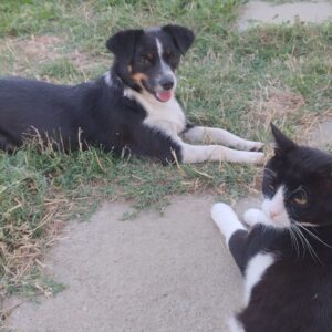 Asociatia Therapy Dogs and Cats