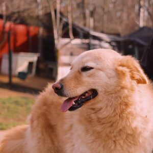 Asociatia Therapy Dogs and Cats Asociatia Therapy Dogs and Cats