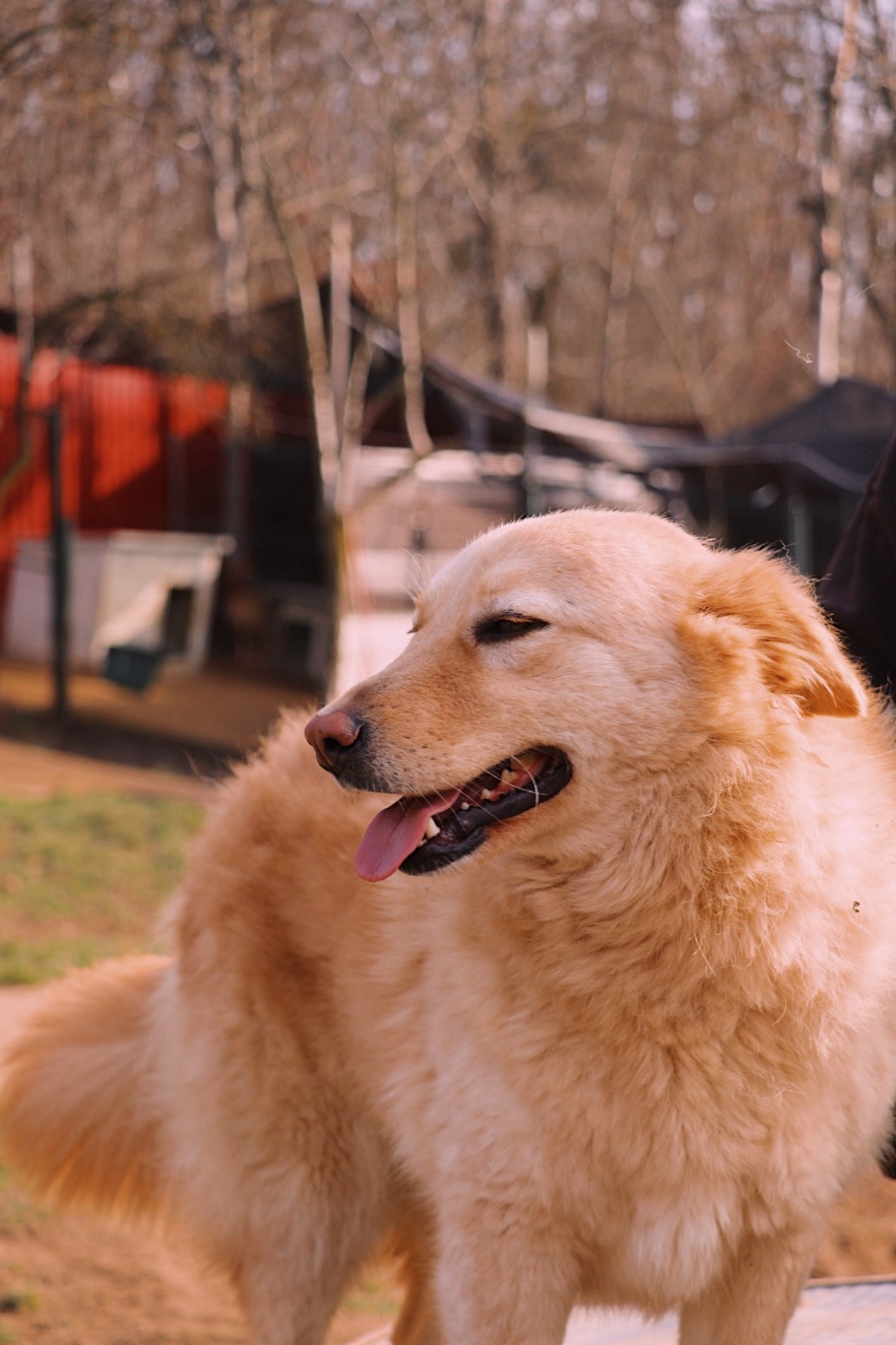 IMG-20251220-WA0158 Asociatia Therapy Dogs and Cats