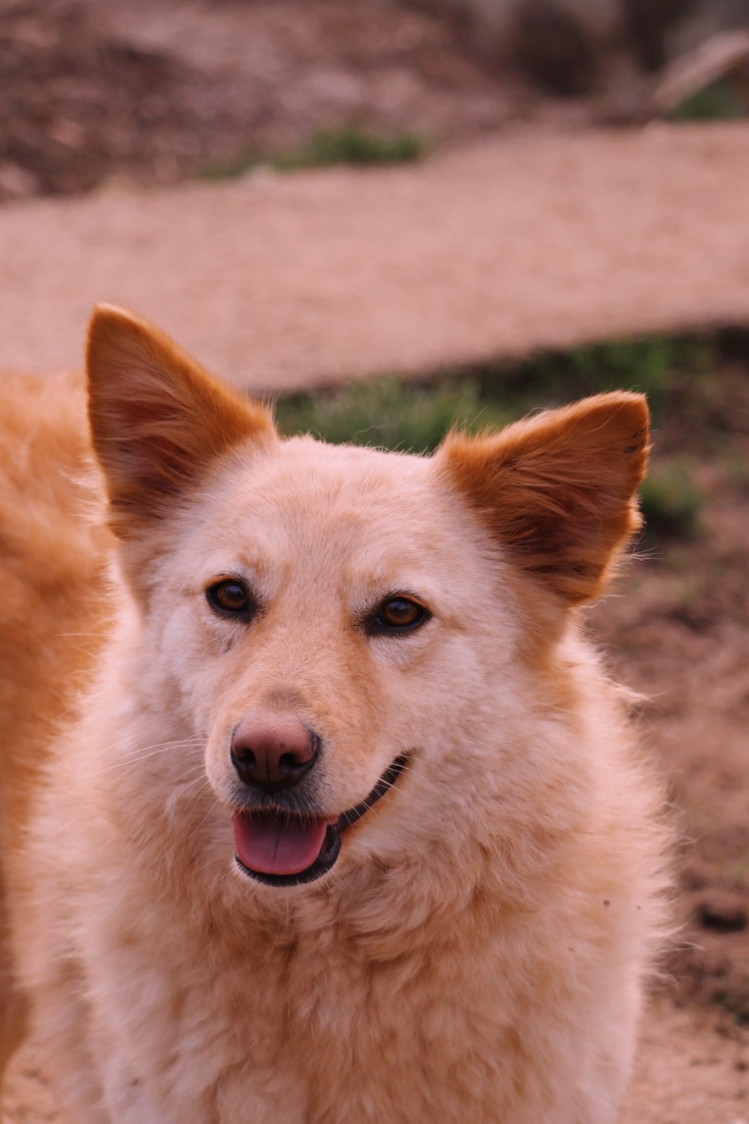 IMG-20251220-WA0168 Asociatia Therapy Dogs and Cats