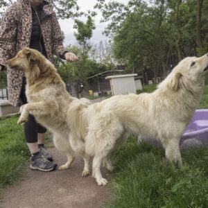 Asociatia Therapy Dogs and Cats Asociatia Therapy Dogs and Cats