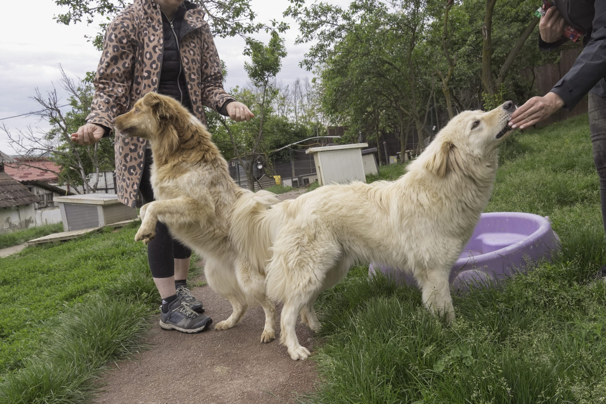 Kopie von Rumänien2026-72 Asociatia Therapy Dogs and Cats