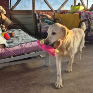 Asociatia Therapy Dogs and Cats