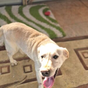 Asociatia Therapy Dogs and Cats