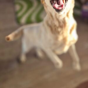 Asociatia Therapy Dogs and Cats