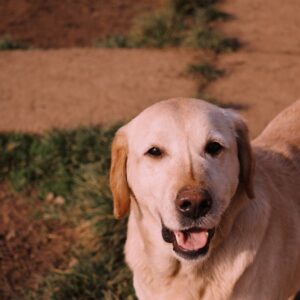 Asociatia Therapy Dogs and Cats