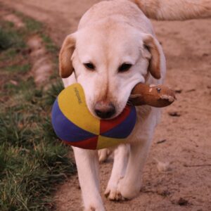 Asociatia Therapy Dogs and Cats