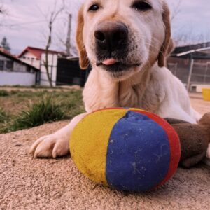 Asociatia Therapy Dogs and Cats