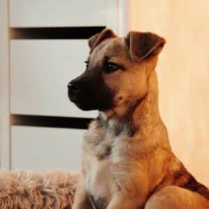 Asociatia Therapy Dogs and Cats