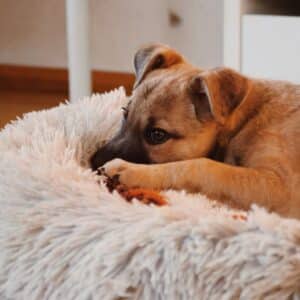 Asociatia Therapy Dogs and Cats