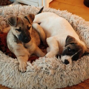 Asociatia Therapy Dogs and Cats