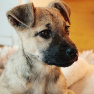 Asociatia Therapy Dogs and Cats