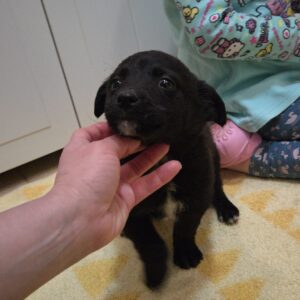 Asociatia Therapy Dogs and Cats Asociatia Therapy Dogs and Cats