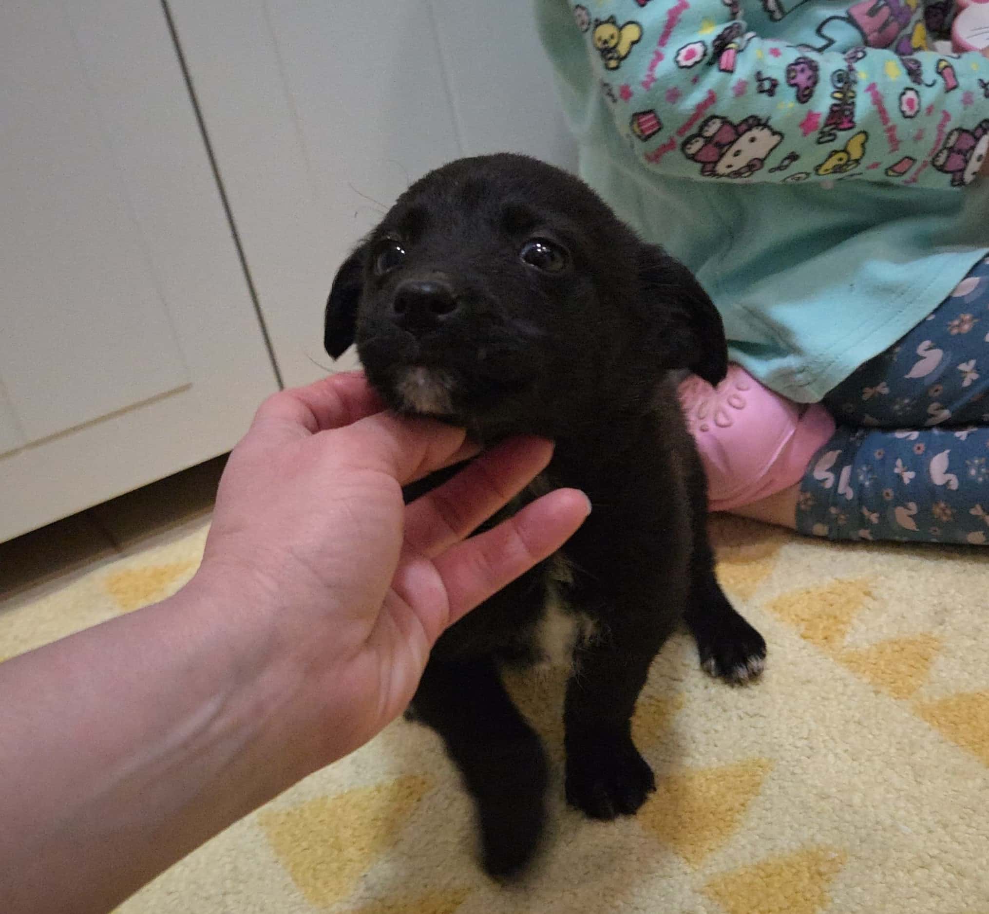 IMG-20260123-WA0059 Asociatia Therapy Dogs and Cats