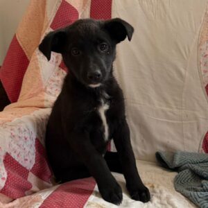 Asociatia Therapy Dogs and Cats Asociatia Therapy Dogs and Cats