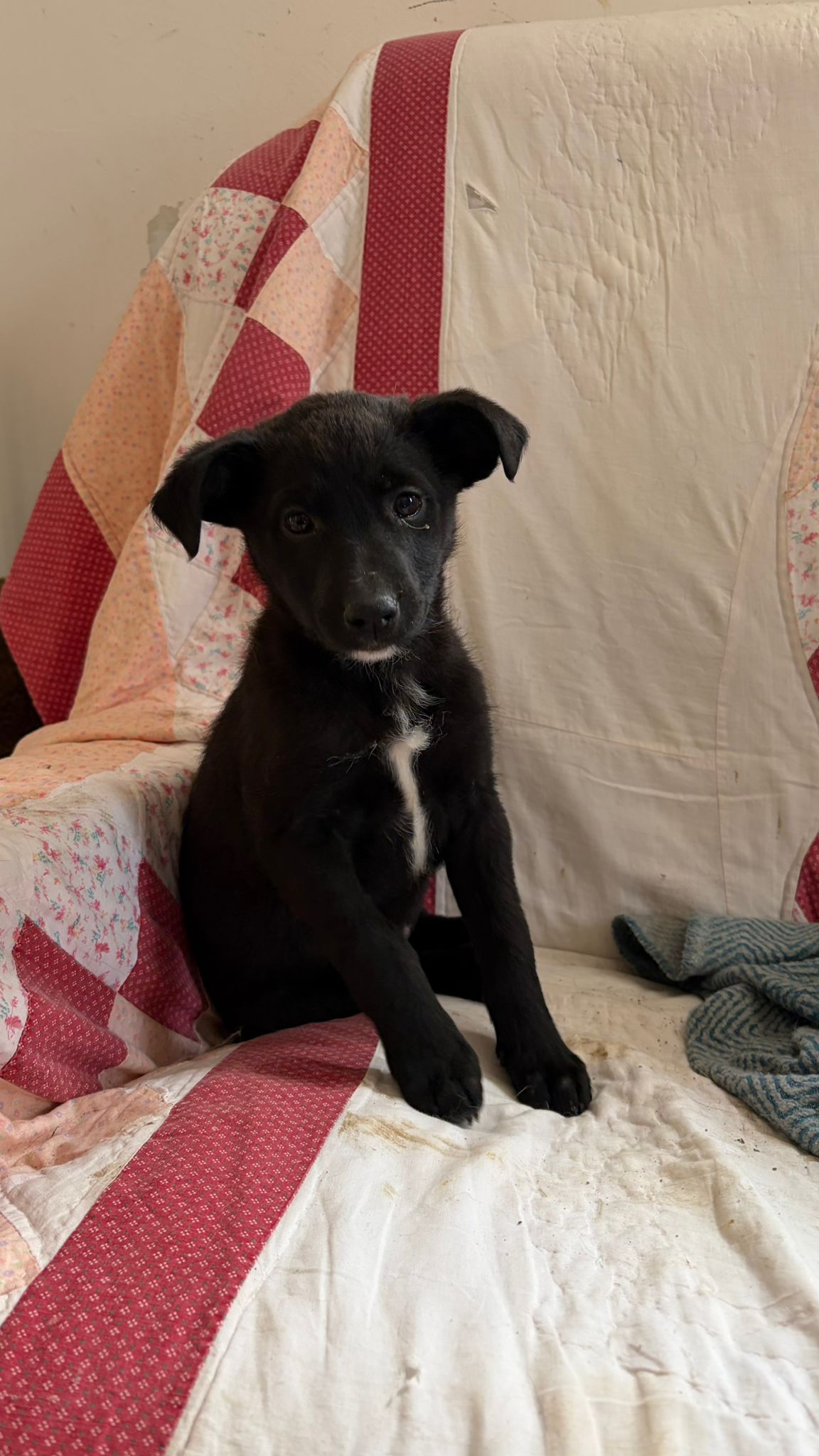 IMG-20260215-WA0049 Asociatia Therapy Dogs and Cats