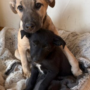 Asociatia Therapy Dogs and Cats Asociatia Therapy Dogs and Cats