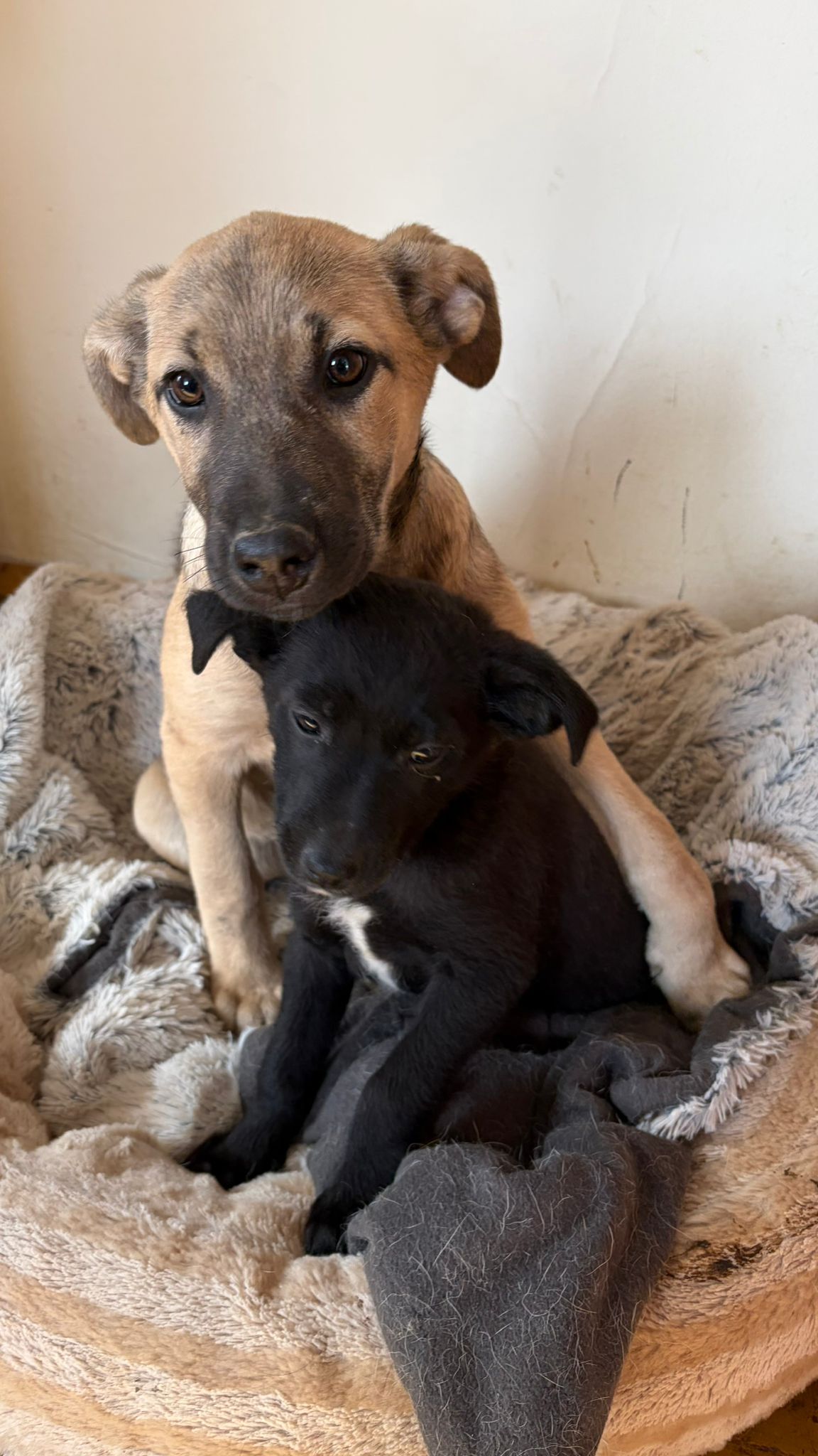 IMG-20260215-WA0051 Asociatia Therapy Dogs and Cats