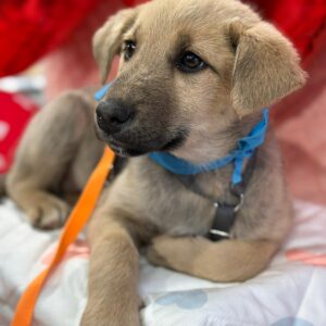 Asociatia Therapy Dogs and Cats