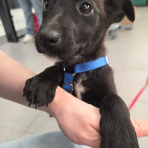 Asociatia Therapy Dogs and Cats Asociatia Therapy Dogs and Cats