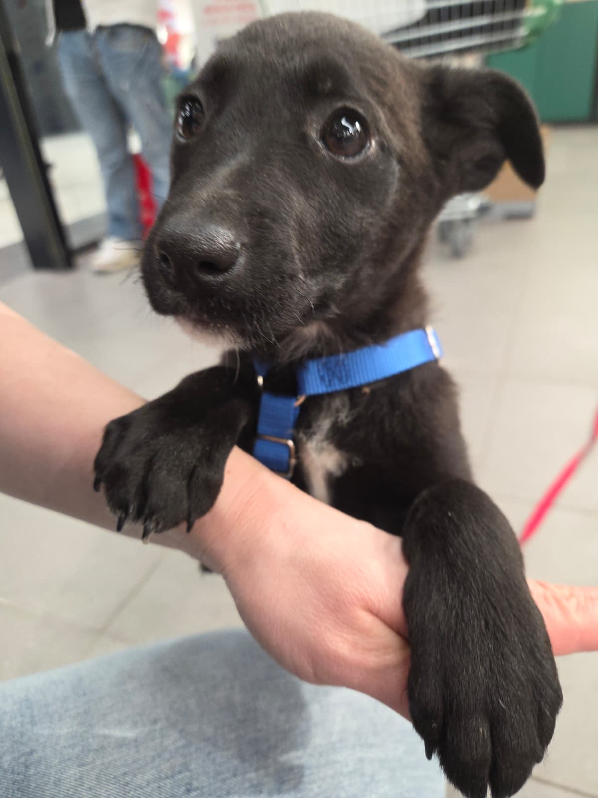 IMG-20260215-WA0133 Asociatia Therapy Dogs and Cats