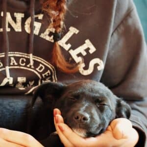 Asociatia Therapy Dogs and Cats Asociatia Therapy Dogs and Cats