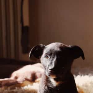 Asociatia Therapy Dogs and Cats Asociatia Therapy Dogs and Cats