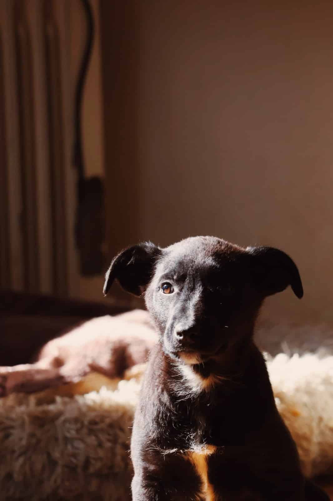 IMG-20260228-WA0026 Asociatia Therapy Dogs and Cats