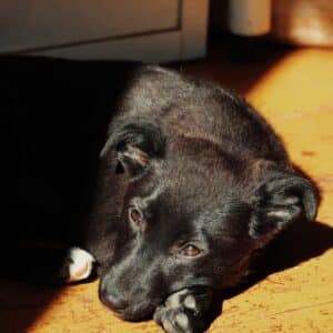 Asociatia Therapy Dogs and Cats Asociatia Therapy Dogs and Cats