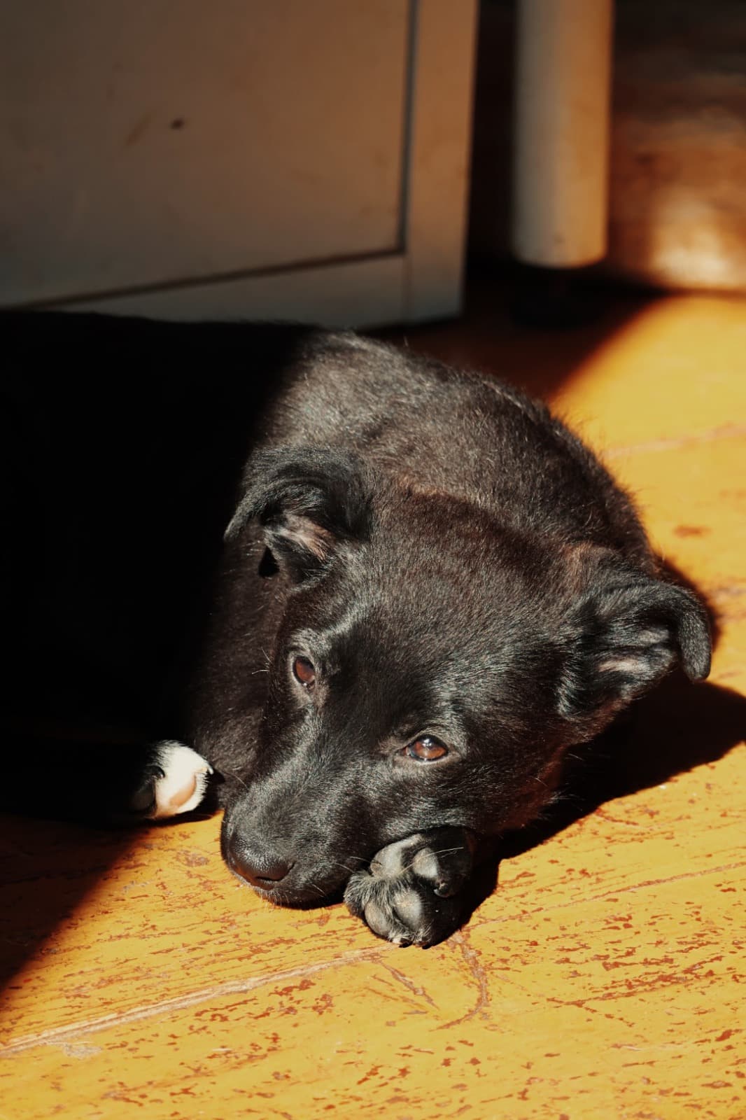 IMG-20260228-WA0028 Asociatia Therapy Dogs and Cats