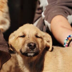 Asociatia Therapy Dogs and Cats