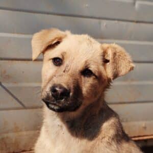 Asociatia Therapy Dogs and Cats