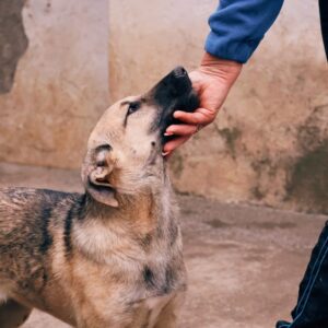 Asociatia Therapy Dogs and Cats Asociatia Therapy Dogs and Cats