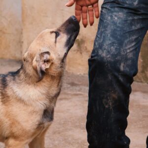 Asociatia Therapy Dogs and Cats Asociatia Therapy Dogs and Cats