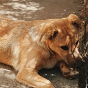 Asociatia Therapy Dogs and Cats