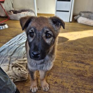 Asociatia Therapy Dogs and Cats