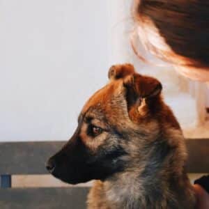 Asociatia Therapy Dogs and Cats