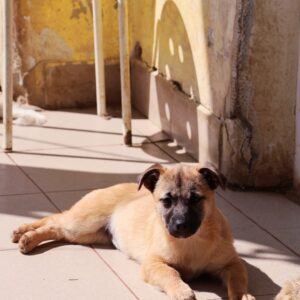 Asociatia Therapy Dogs and Cats