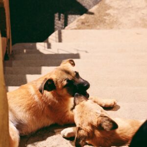 Asociatia Therapy Dogs and Cats