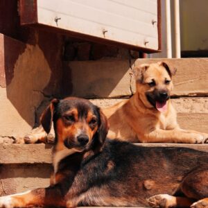 Asociatia Therapy Dogs and Cats