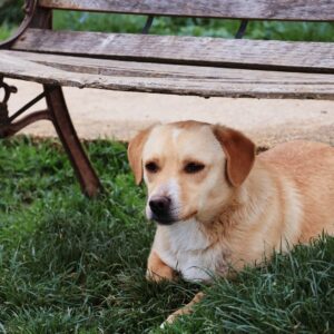 Asociatia Therapy Dogs and Cats