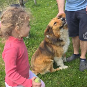 Asociatia Therapy Dogs and Cats