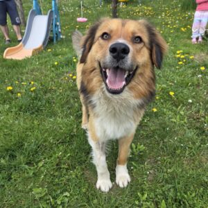 Asociatia Therapy Dogs and Cats