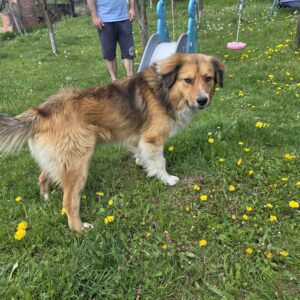 Asociatia Therapy Dogs and Cats