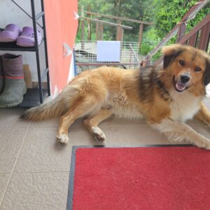 Asociatia Therapy Dogs and Cats