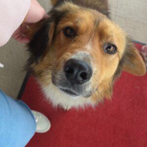 Asociatia Therapy Dogs and Cats